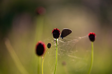 Dark Burnet Blue butterfly (Phengaris nausithous) on a flower in nature, with a torn spider web on...