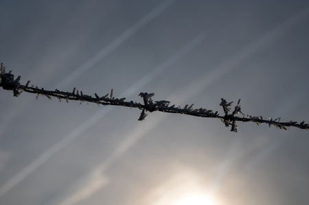 Snow-covered barbed wire fence in winter at sunriseの写真素材