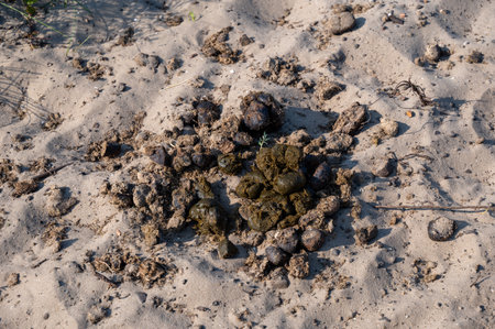 Fresh horse manure pile in a meadow with grass