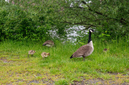 Family of Canada geese ( Branta canadensis ) with goslings in green grass in the natureの写真素材