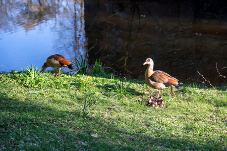 Egyptian goose (Alopochen aegyptiaca) with chicks by a lake in a green meadowの写真素材