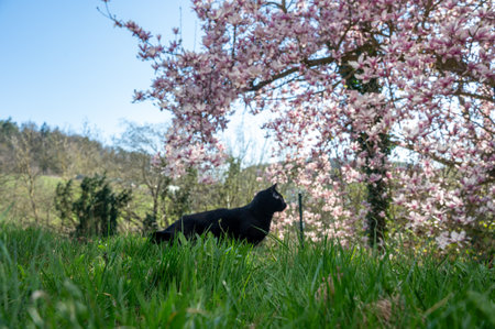 Green grass in the foreground, a black cat and a tree out of focus in the backgroundの写真素材