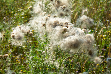 Wilted thistles in a field with lots of flying seeds