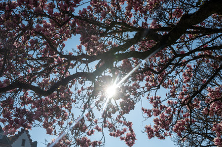 Magnolia blossoms on a tree with a blue sky and sunの写真素材