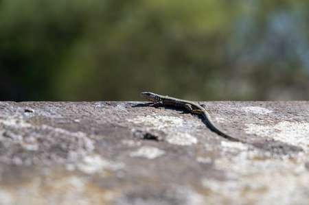 A lizard sunbathing on a wallの写真素材