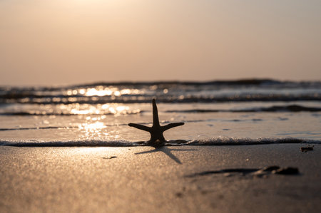 A starfish in the sand on a beach in front of the ocean waves at sunsetの写真素材