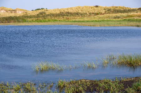 A small lake in the dune nature reserve near Egmond aan Zee in the Netherlands, Europe