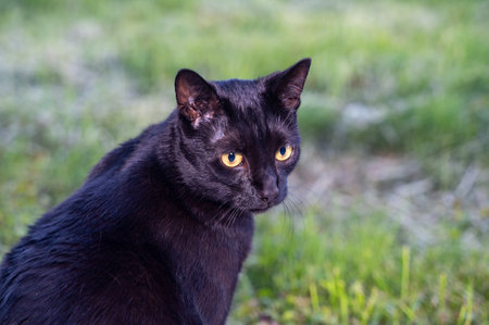 Close-up of a black cat with green grassの写真素材