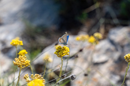 Blue-throated butterfly  ( Lycaenidae ) on a yellow flower in natureの写真素材