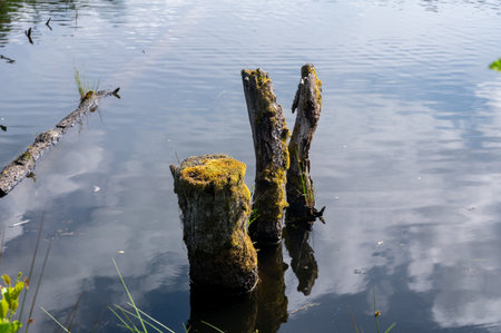 Tree stump in the water of a lake