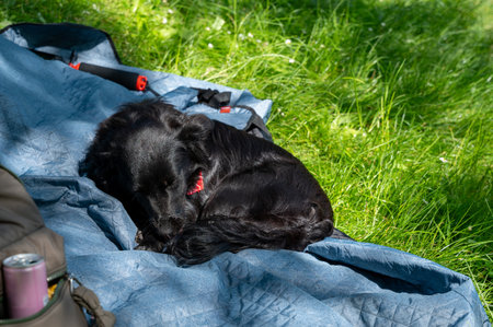 A black dog sleeps comfortably on a picnic blanket , on a green meadow in summerの写真素材