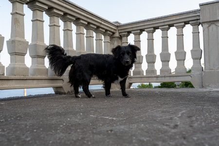 A black dog stands on a balcony in front of the railingの写真素材