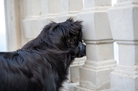 A black dog peers out through a balcony railingの写真素材