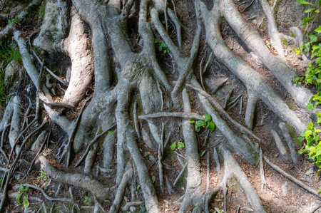 Gnarled roots of a tree in natureの写真素材