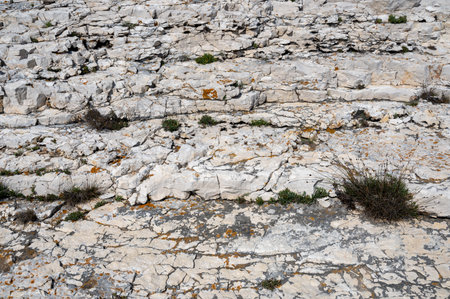 Layers of a Rock in Nature with green plantsの写真素材