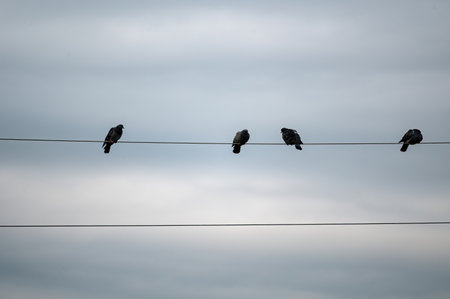 A few birds sit on a power line under overcast skiesの写真素材