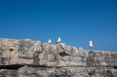 Some seagulls sitting on a rock with blue sky