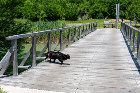 A black dog stands on a wooden bridge and looks down to the water of a lakeの写真素材