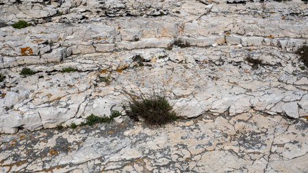 Layers of a Rock in Nature with green plantsの写真素材