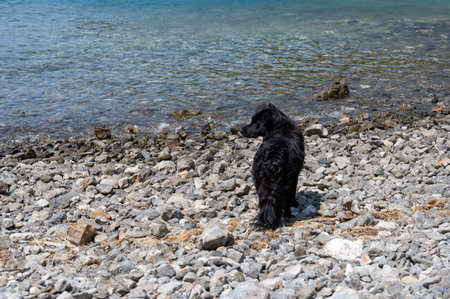 A black dog on the shore of a rocky lakeの写真素材