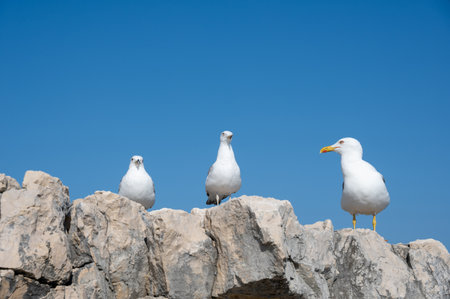 Some seagulls sitting on a rock with blue skyの写真素材