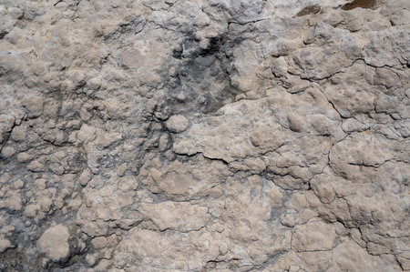 Surface of a Rock in Nature