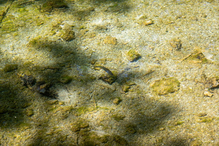 A small fish swim in the clear water of a lake