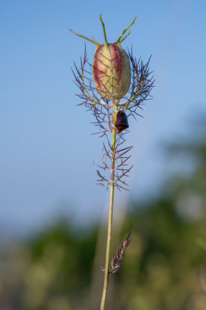 Ventocoris rusticus bug on a green love-in-a-mist seedpodの写真素材