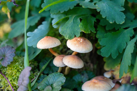 A group of mushrooms on an old tree stump in the green forest