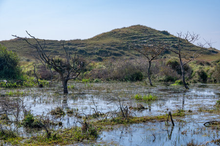 Trees stand in the water, in a dune nature reserve near Egmond aan Zee in the Netherlandsの写真素材