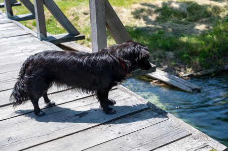 A black dog stands on a wooden bridge and looks down to the water of a lakeの写真素材