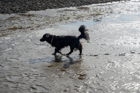 A black dog runs in the mudflats at low tide on the beach at the North Seaの写真素材