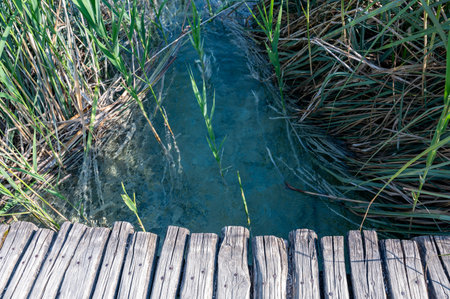 Background image of wooden planks with clean clear water of a lake with reedsの写真素材