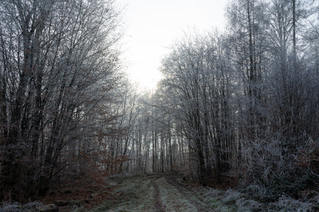 A lonely field path in the forest with hoarfrost on the trees on a cold, hazy winter day
