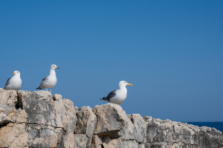 Some seagulls sitting on a rock with blue skyの写真素材
