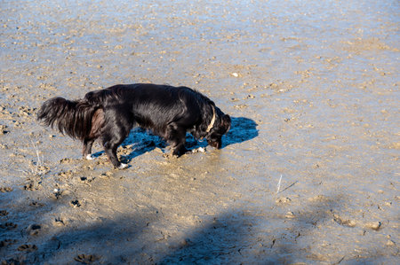 A black dog runs in the mudflats at low tide on the beachの写真素材