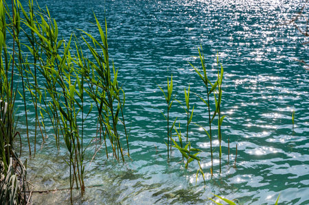 Reeds standing in the water of a lakeの写真素材