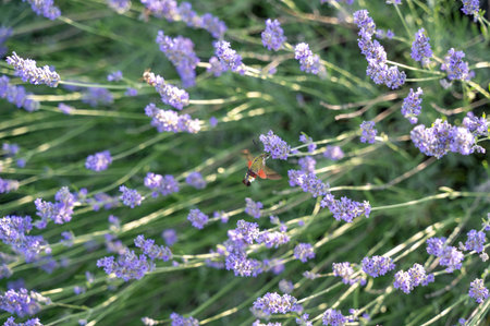 Bumblebee hawk-moth (Hemaris fuciformis) - a butterfly from the hawk-moth family on a purple...