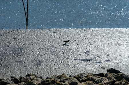 A bird searches for worms in the mudflats on the coast at low tide
