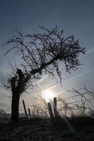 Barbed wire fence and a tree in a pasture with ground frost on a cold winter dayの写真素材