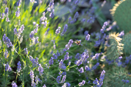 Bumblebee hawk-moth (Hemaris fuciformis) - a butterfly from the hawk-moth family on a purple...