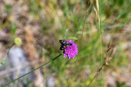 A burnet (Zygaenidae) on a purple flower in a green settingの写真素材