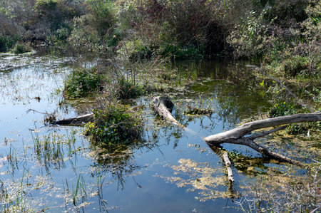 Tree trunks lie in the water of a small lake in a dune nature reserve near Egmond aan Zee in the...