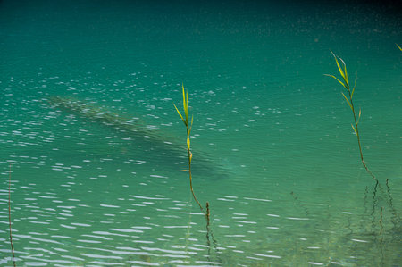 Reeds standing in the water of a lake