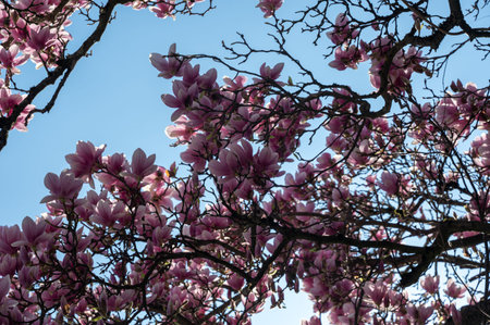 Magnolia blossoms on a tree with a blue skyの写真素材