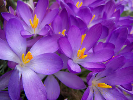Crocus の写真素材