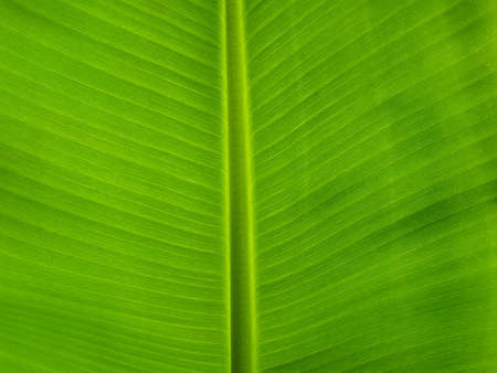 Banana Leafの写真素材