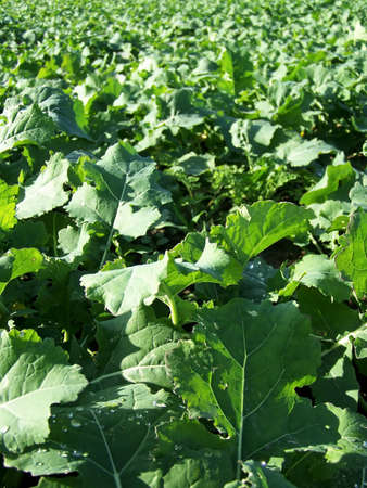 Kohlrabies Field の写真素材
