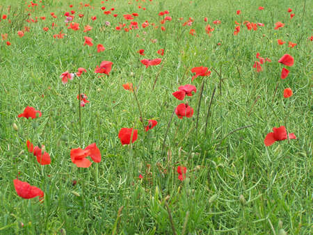 Poppyの写真素材