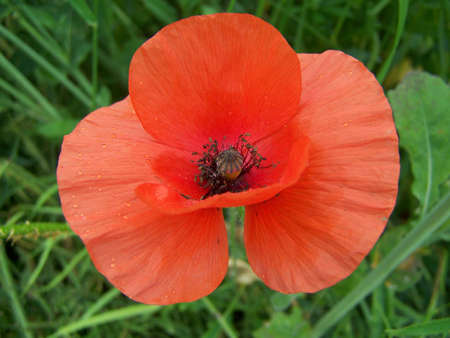 Poppyの写真素材